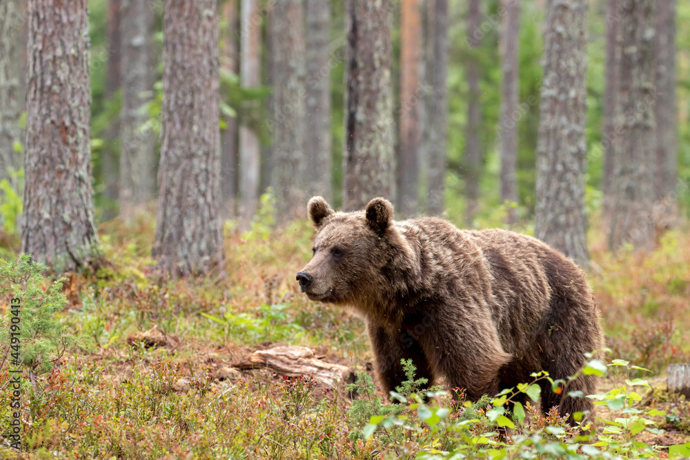 Obraz premium Large wild mammal, Brown bear, Ursus arctos in coniferous forest in Finland, Northern Europe