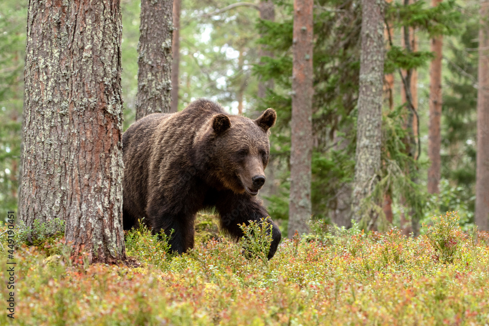 Majestic wild mammal, Brown bear, Ursus arctos in coniferous forest in Finland, Northern Europe