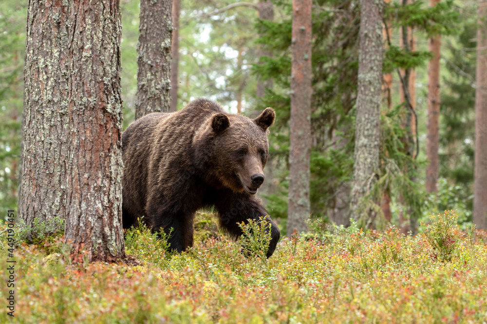 Majestic wild mammal, Brown bear, Ursus arctos in coniferous forest in Finland, Northern Europe Majestic wild mammal, Brown bear, Ursus arctos in coniferous forest in Finland, Northern Europe