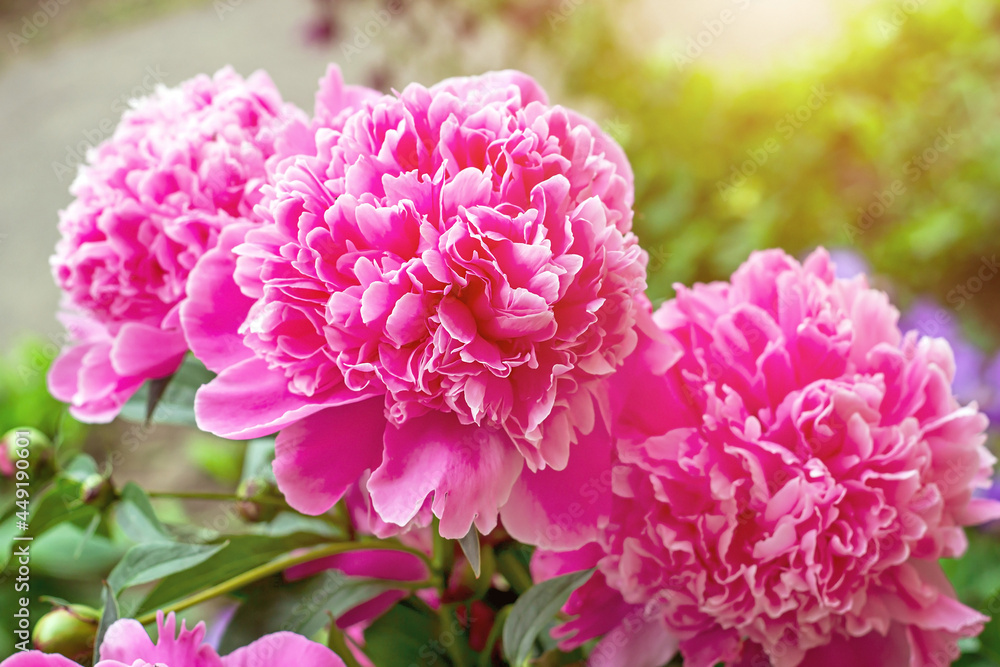 Bright pink blossoming peony flowers on green leaves background in spring in the garden.