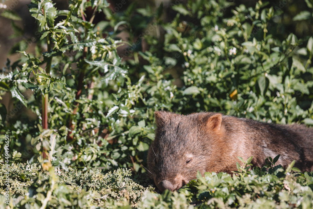 Common Wombat eating grass in a field. Common Wombat eating grass in a field.