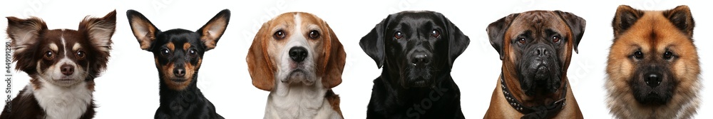 Portrait of beautiful animals in a collage Portrait of beautiful animals in a collage