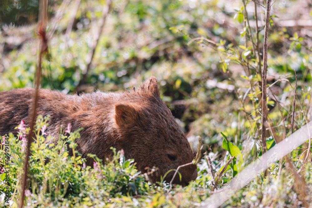 Common Wombat eating grass in a field. Common Wombat eating grass in a field.