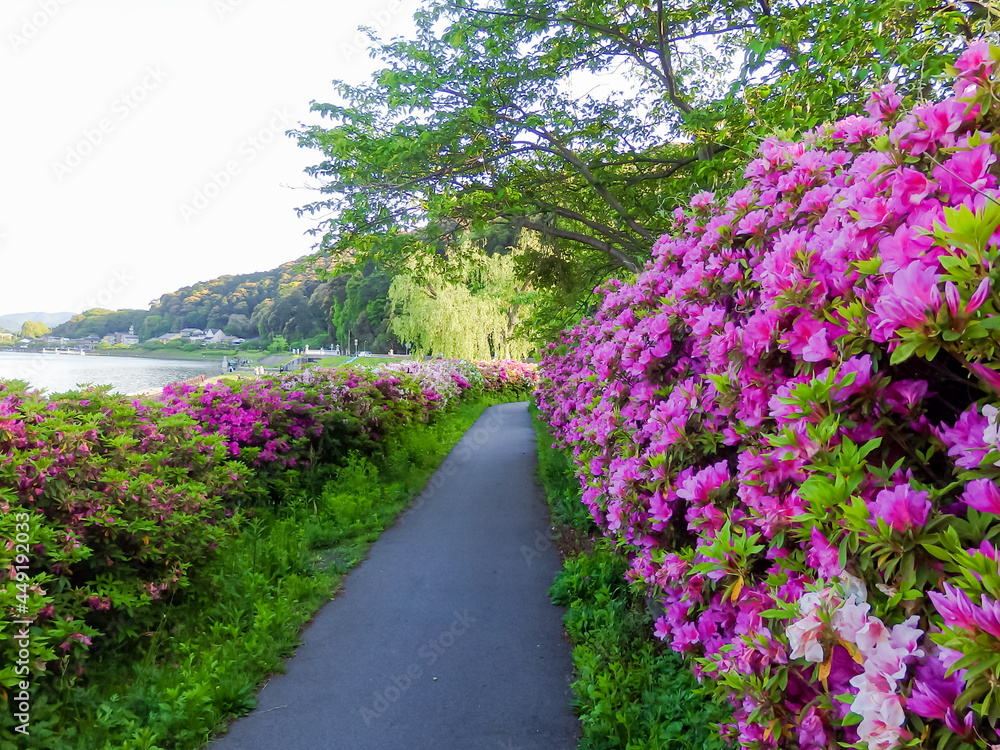 ピンクのツツジが美しい　琵琶湖から唯一流れ出る川　瀬田川の風景