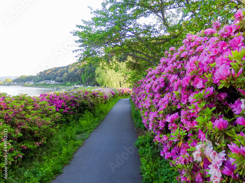 ピンクのツツジが美しい 琵琶湖から唯一流れ出る川 瀬田川の風景