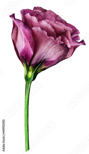 purple rose flower  on white isolated background with clipping path. Closeup. For design. Nature.