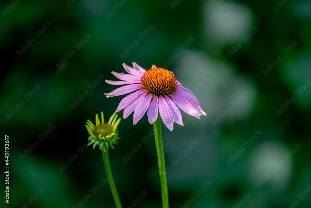 Selective focus of purple pink flower in the garden, Echinacea commonly called coneflowers is a genus of herbaceous flowering plants in the daisy family, Nature floral background. Selective focus of purple pink flower in the garden, Echinacea commonly called coneflowers is a genus of herbaceous flowering plants in the daisy family, Nature floral background.