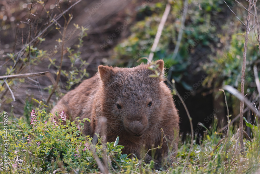 Naklejka premium Common Wombat eating grass in a field.
