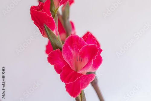 Selective focus of pastel purple pink flower with white backdrop  Gladiolus  Sword lily  is a genus of perennial cormous flowering plants in the iris family  Nature floral background.