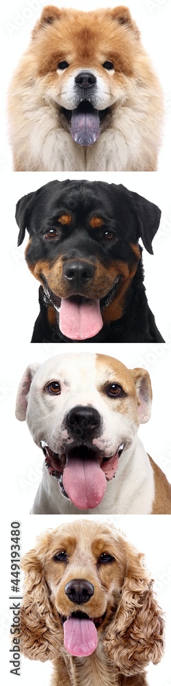 Portrait of beautiful animals in a collage Portrait of beautiful animals in a collage