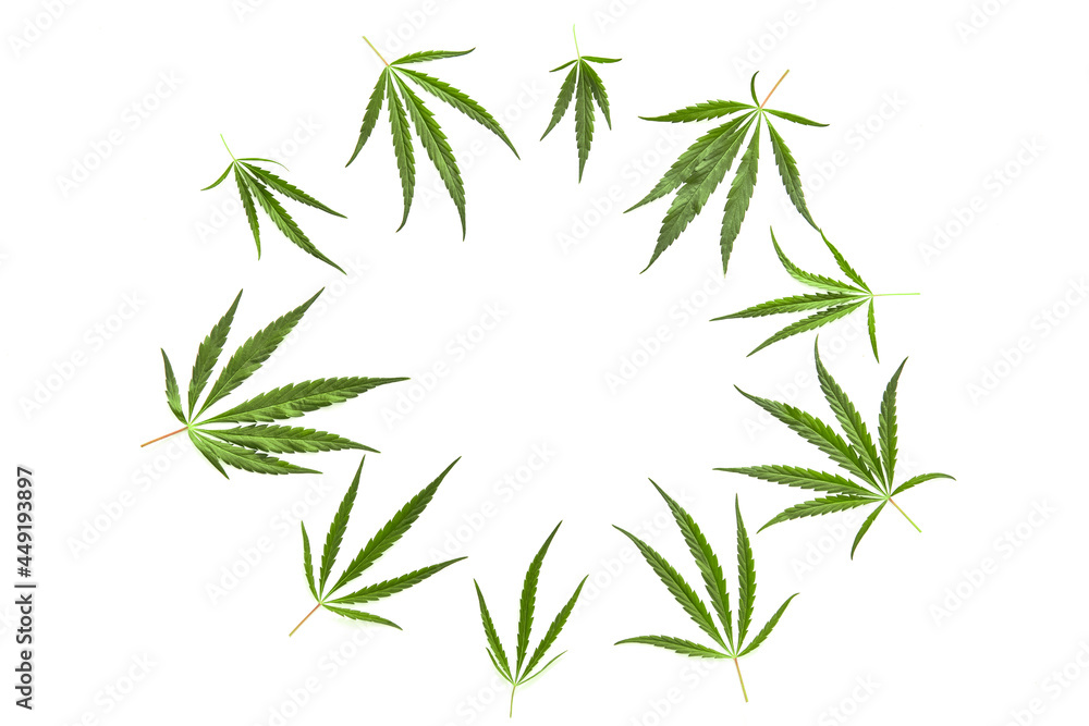 Naklejka premium Flat composition with cannabis leaves in a circle, with place for text on a white background.