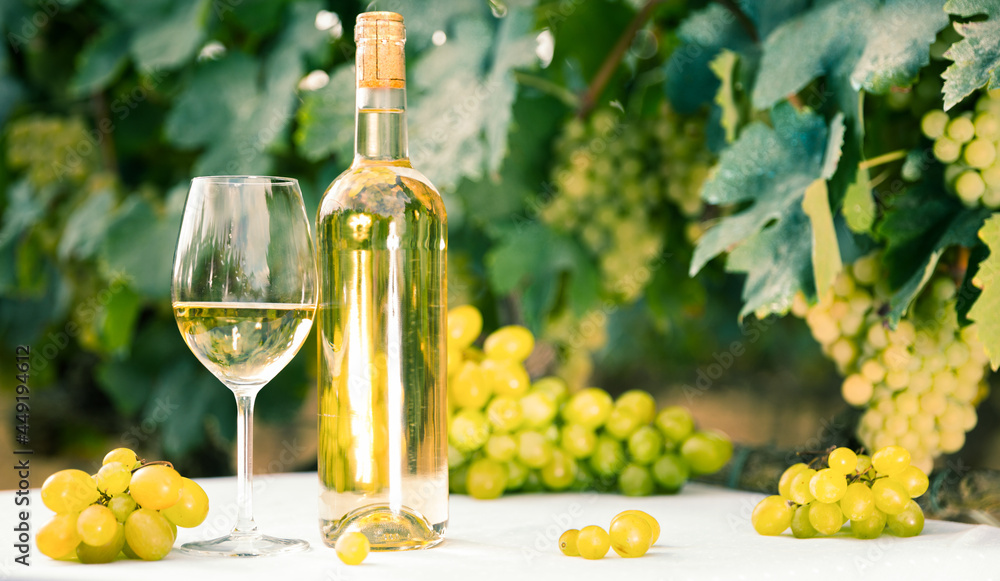 ripe bunches of white grapes and glasses with wine on a table in a vineyard