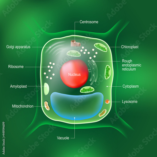 Anatomy of plant cell. All organelles photo