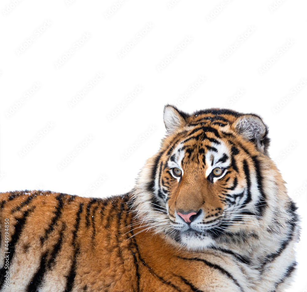 tiger isolated on white background tiger isolated on white background