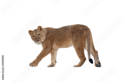 Photography lioness isolated on white background