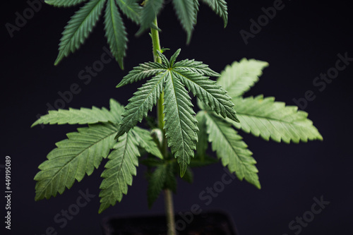 marijuana leaf or cannabis plant