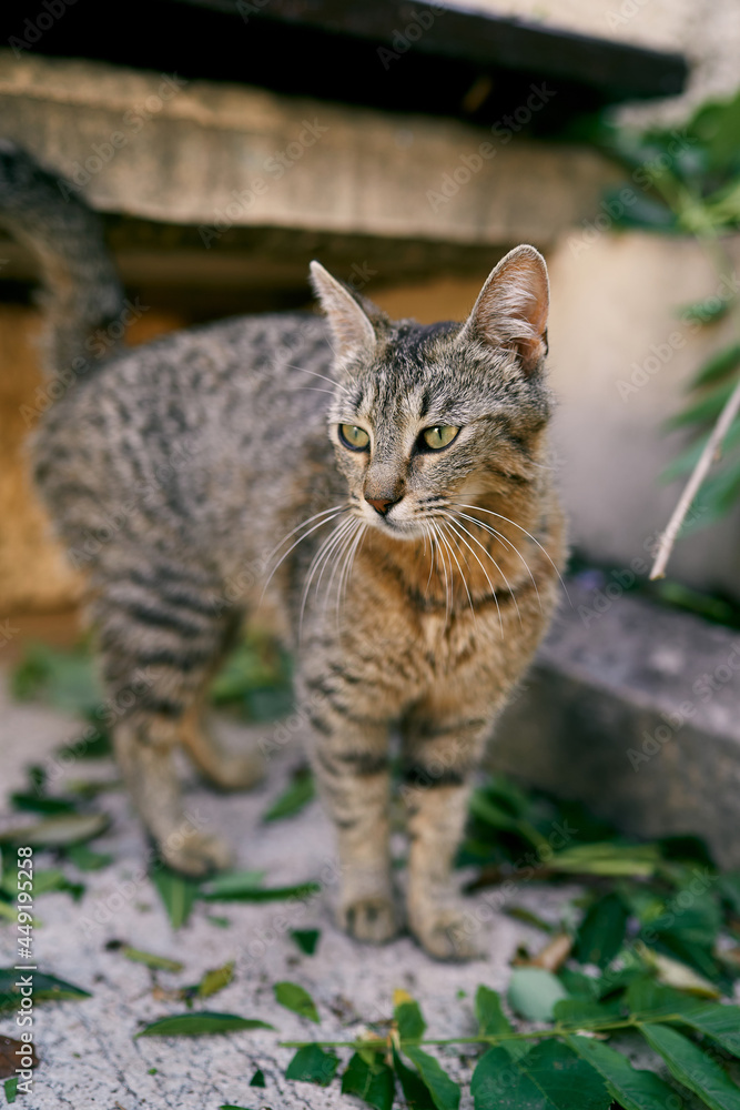 Tabby cat stands on a tile near a stone bench