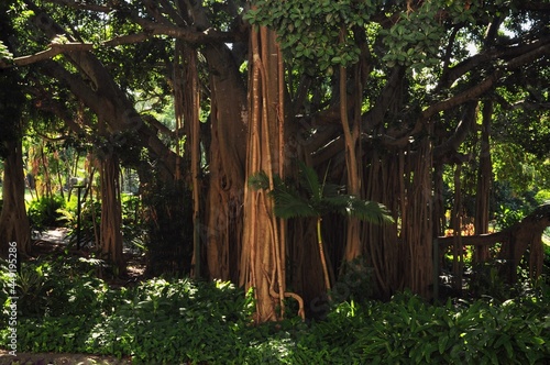 Photography trees in the jungle