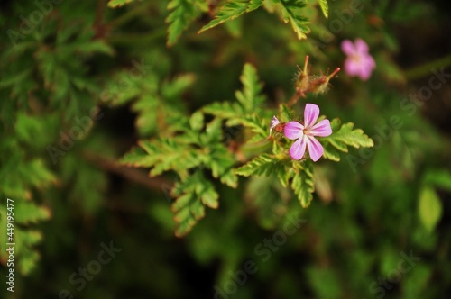 solitary pink flower in the forest