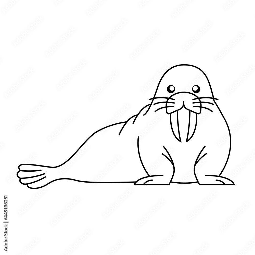 Obraz premium Walrus