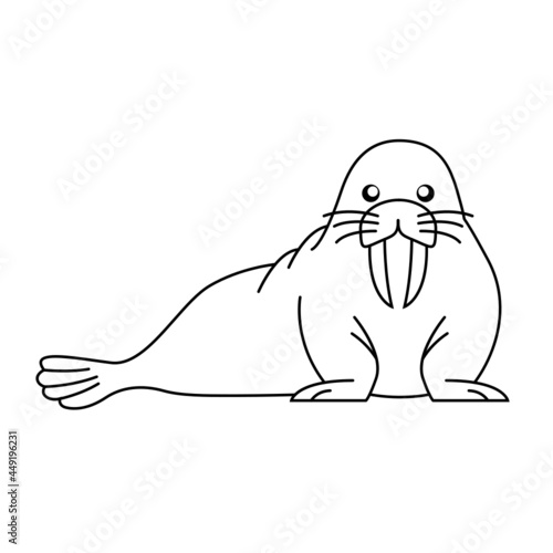 Walrus