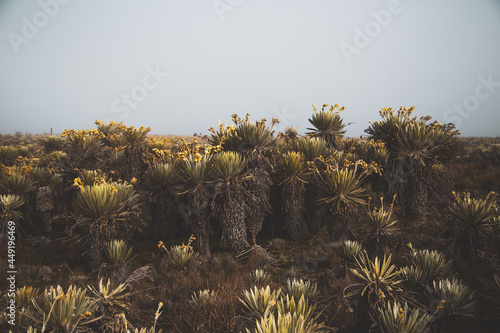 Sumapaz Páramo Colombia