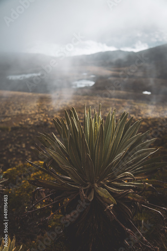 Sumapaz Páramo Colombia