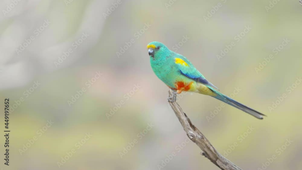 a male mulga parrot on a branch at gluepot reserve in south australia a male mulga parrot on a branch at gluepot reserve in south australia