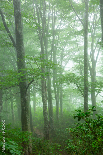 霧の奥胎内ブナ林