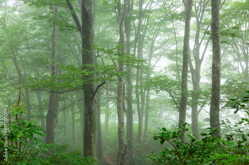 霧の奥胎内ブナ林