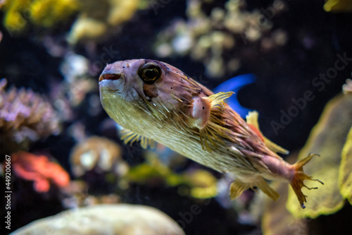 Long-spine porcupinefish underwater in sea photo