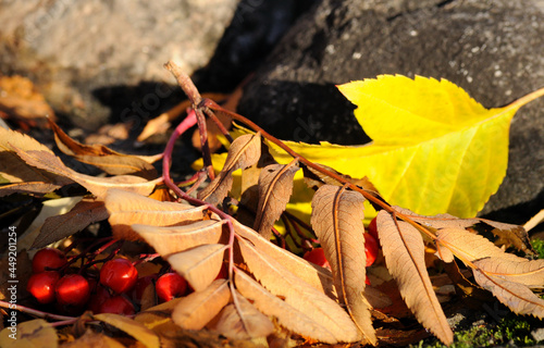 Autumn leaves of rowan and red berries close up. Colored autumn leaves of orange and yellow colors. Autumn came, leaves flew from the trees.