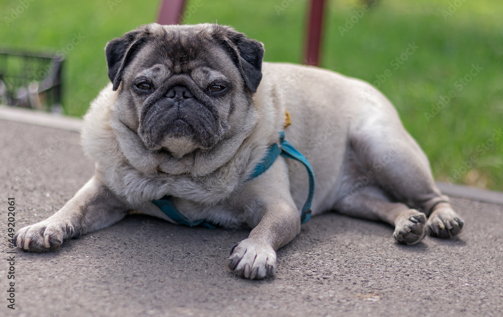 dog, pug breed, pet, close-up, lies on an asphalt path