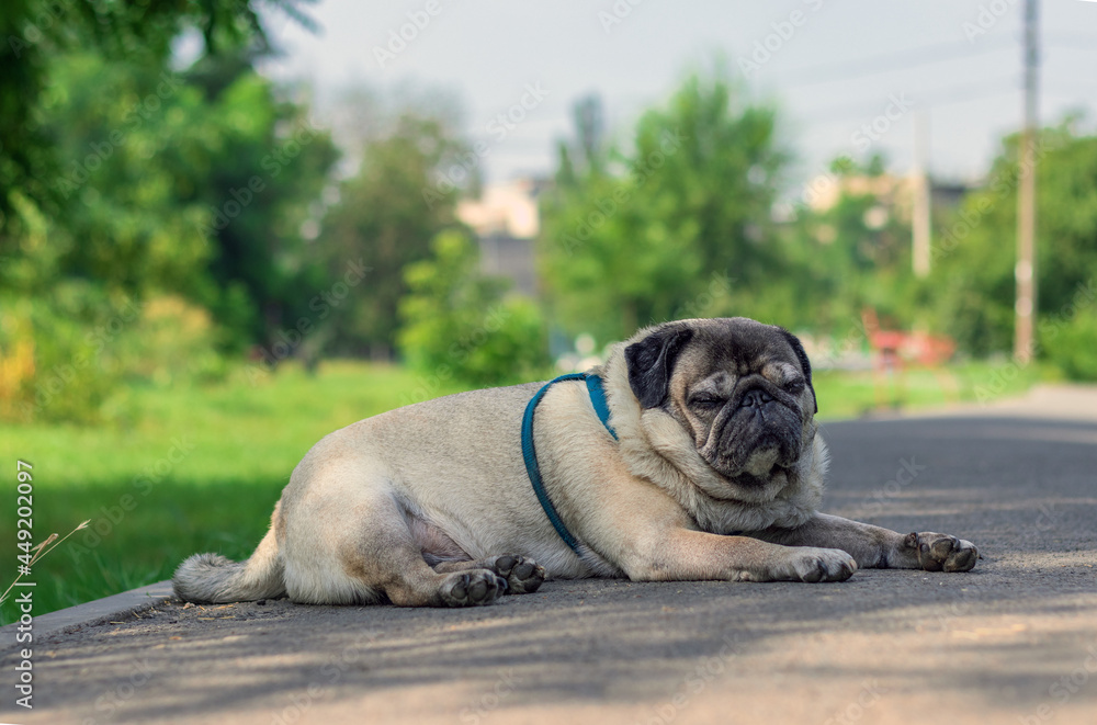 pug, pet, cute dog, lies on the asphalt road, against the background of the park