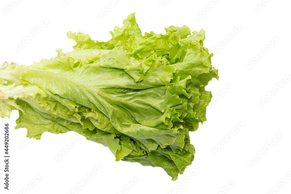 Fresh lettuce salad isolated on a white background. Fresh lettuce salad isolated on a white background.