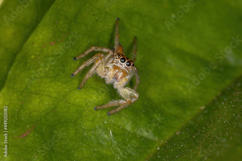 Adult Female Jumping Spider photo