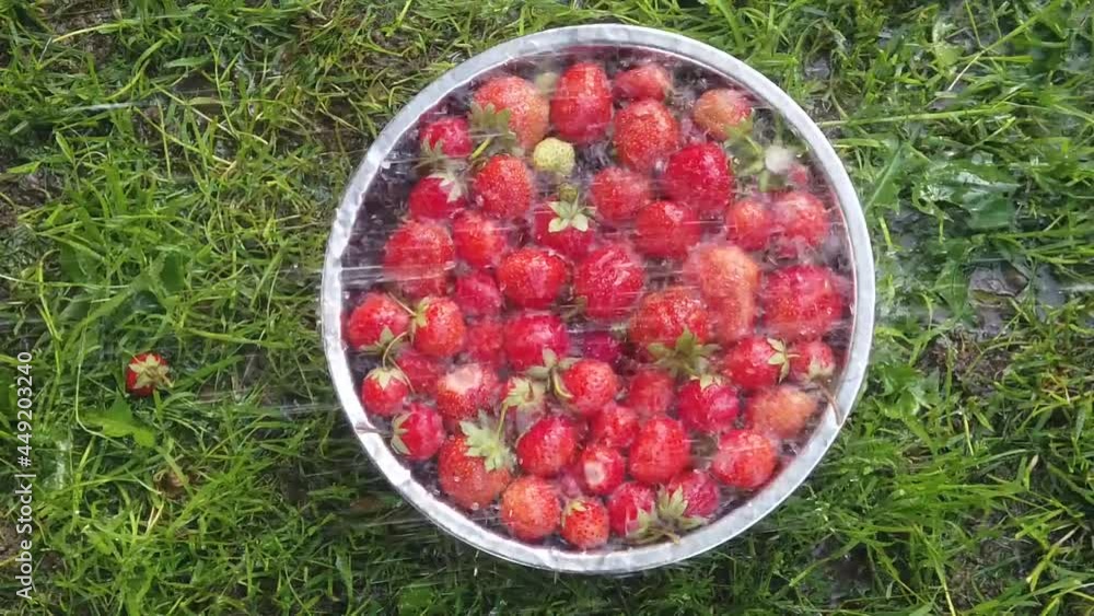 pouring water on an organic strawberry fruits. slow motion pouring water on an organic strawberry fruits. slow motion
