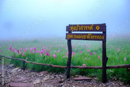 Siam Tulip flowers on the ground at Saithong National Park. TEXT TRANSLATION: Thung Bua Sawan 1 Saithong National Park photo