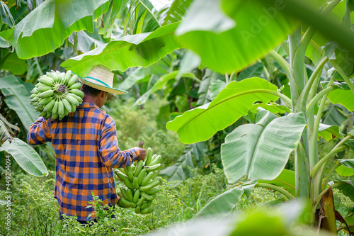 Asian elderly male farmer smiling happily holding unripe bananas and harvesting crops in the banana plantation Agricultural concept: Senior man farmer with fresh green bananas