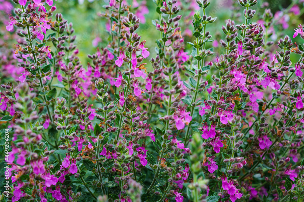 Fototapeta premium Teucrium lucydris plants, pink inflorescence. Medicinal herb.