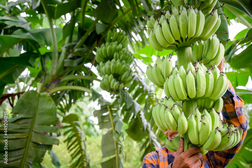 Asian elderly male farmer smiling happily holding unripe bananas and harvesting crops in the banana plantation Agricultural concept: Senior man farmer with fresh green bananas