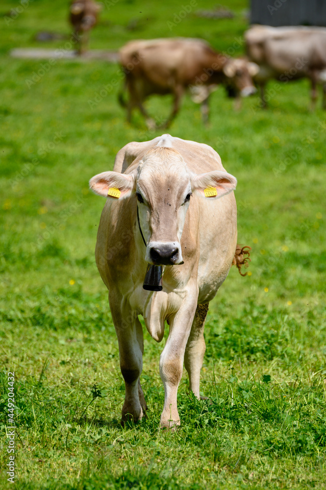 a young swiss cow walking towards camera on Engstlenalp in the Bernese Alps a young swiss cow walking towards camera on Engstlenalp in the Bernese Alps