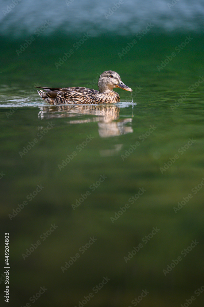 portrait of a female mallard (Anas platyrhynchos) with shallow dept of field portrait of a female mallard (Anas platyrhynchos) with shallow dept of field