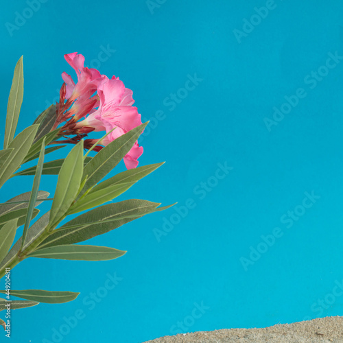 tropical flowers on the beach