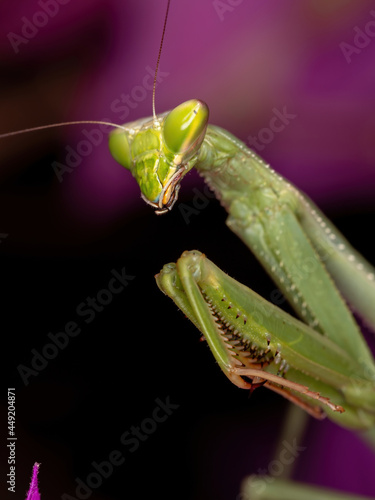 Adult Female Mantid of the Genus Oxyopsis on a pink flower photo