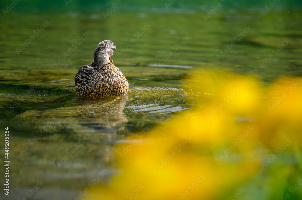 Fototapeta premium portrait of a female mallard (Anas platyrhynchos) cleaning its feathers in a mountain lake