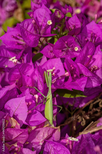 Adult Female Mantid of the Genus Oxyopsis on a pink flower photo