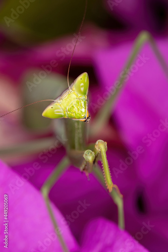 Adult Female Mantid of the Genus Oxyopsis on a pink flower photo