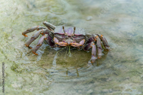 Female Fiddler crab (Uca sp.)eating in the mud in mangrove forest. 