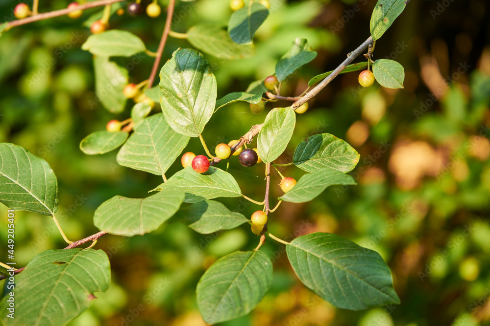 kruszyna  , Frangula alnus - obrazy, fototapety, plakaty 